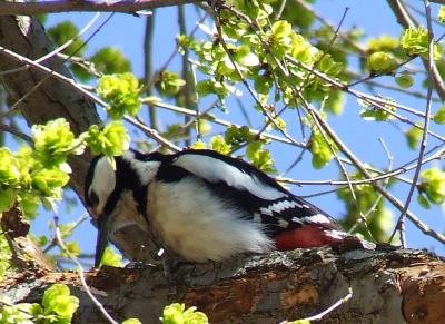 Прикрепленное изображение: d4.jpg